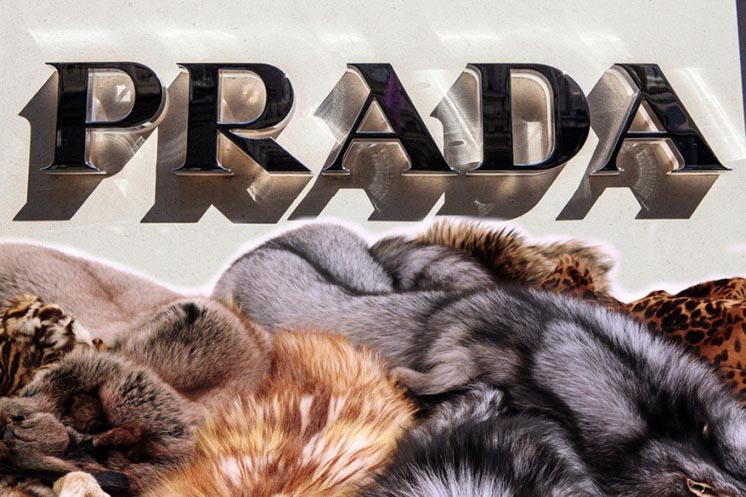 Prada припиняє використовувати натуральне хутро у своїй продукції