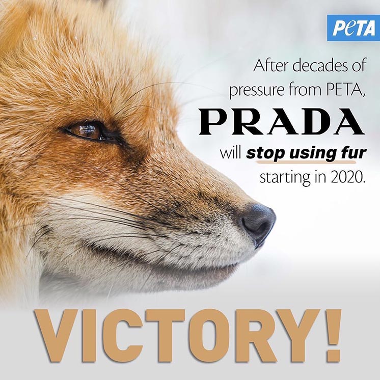 Prada припиняє використовувати натуральне хутро у своїй продукції Prada припиняє використовувати натуральне хутро у своїй продукції