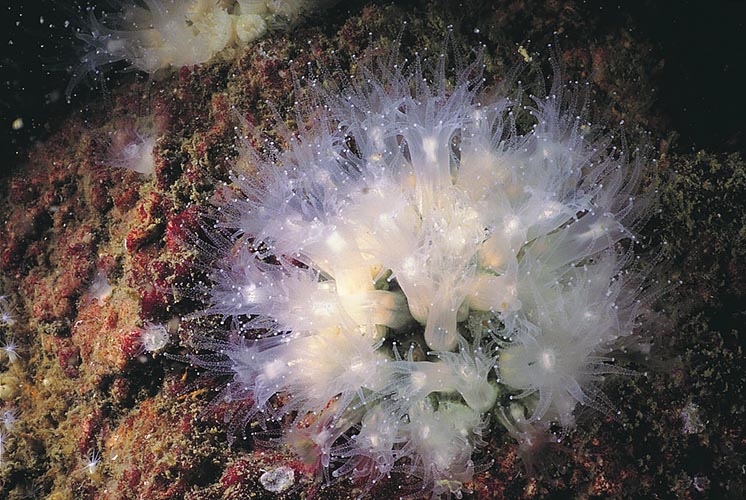 Astrangia poculata