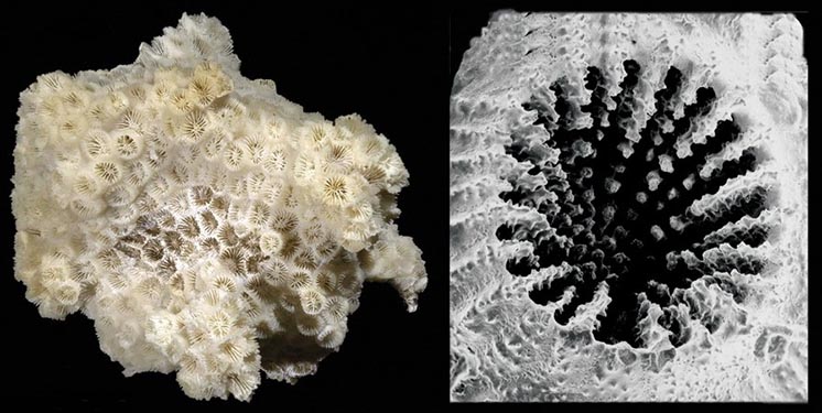 Astrangia poculata Astrangia poculata