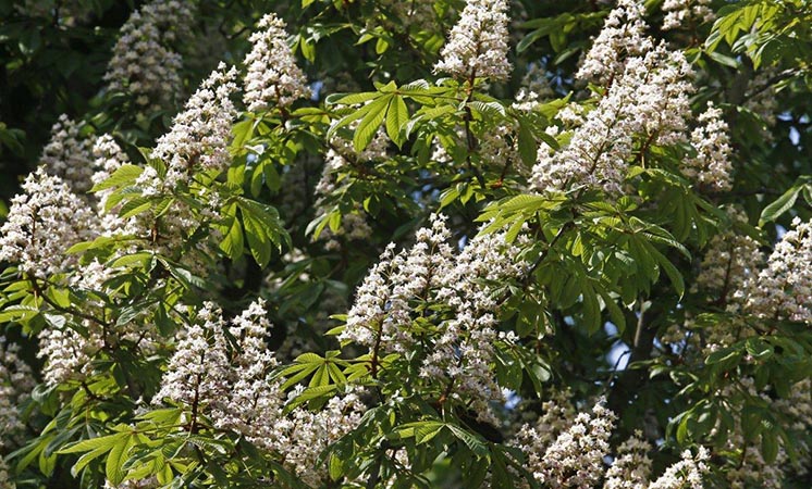 Доповідь IUCN: 60% дерев Європи можуть зникнути