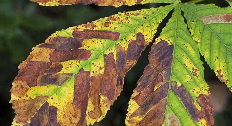 Доповідь IUCN: 60% дерев Європи можуть зникнути
