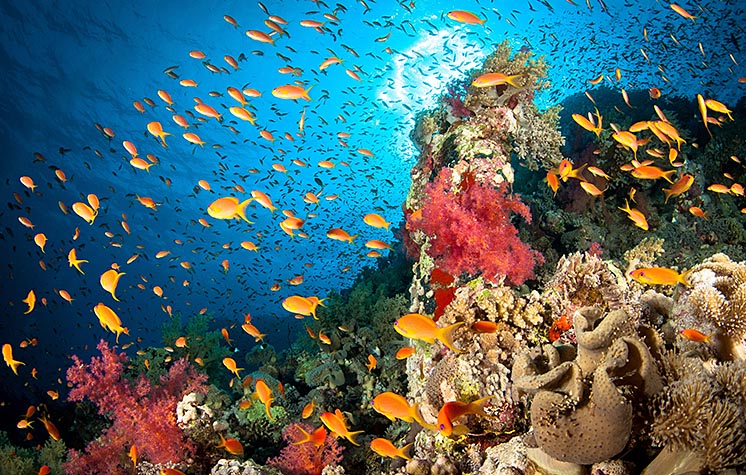 Доповідь IUCN: Світовий океан втрачає кисень з катастрофічною швидкістю