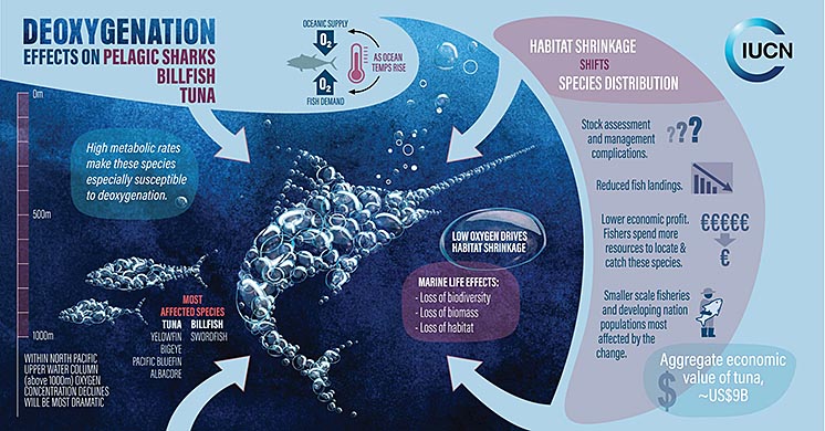Доповідь IUCN: Світовий океан втрачає кисень з катастрофічною швидкістю Доповідь IUCN: Світовий океан втрачає кисень з катастрофічною швидкістю